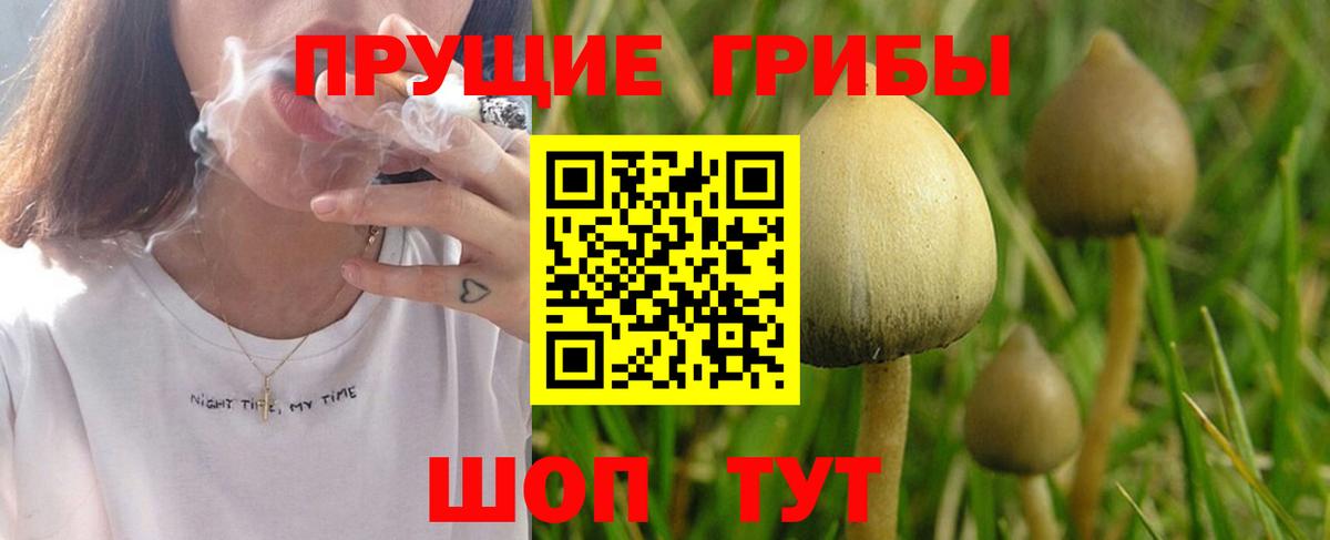 Галлюциногенные грибы GOLDEN TEACHER  Вход с VPN  Мценск  где купить наркоту  Галлюциногенные грибы Cubensis 